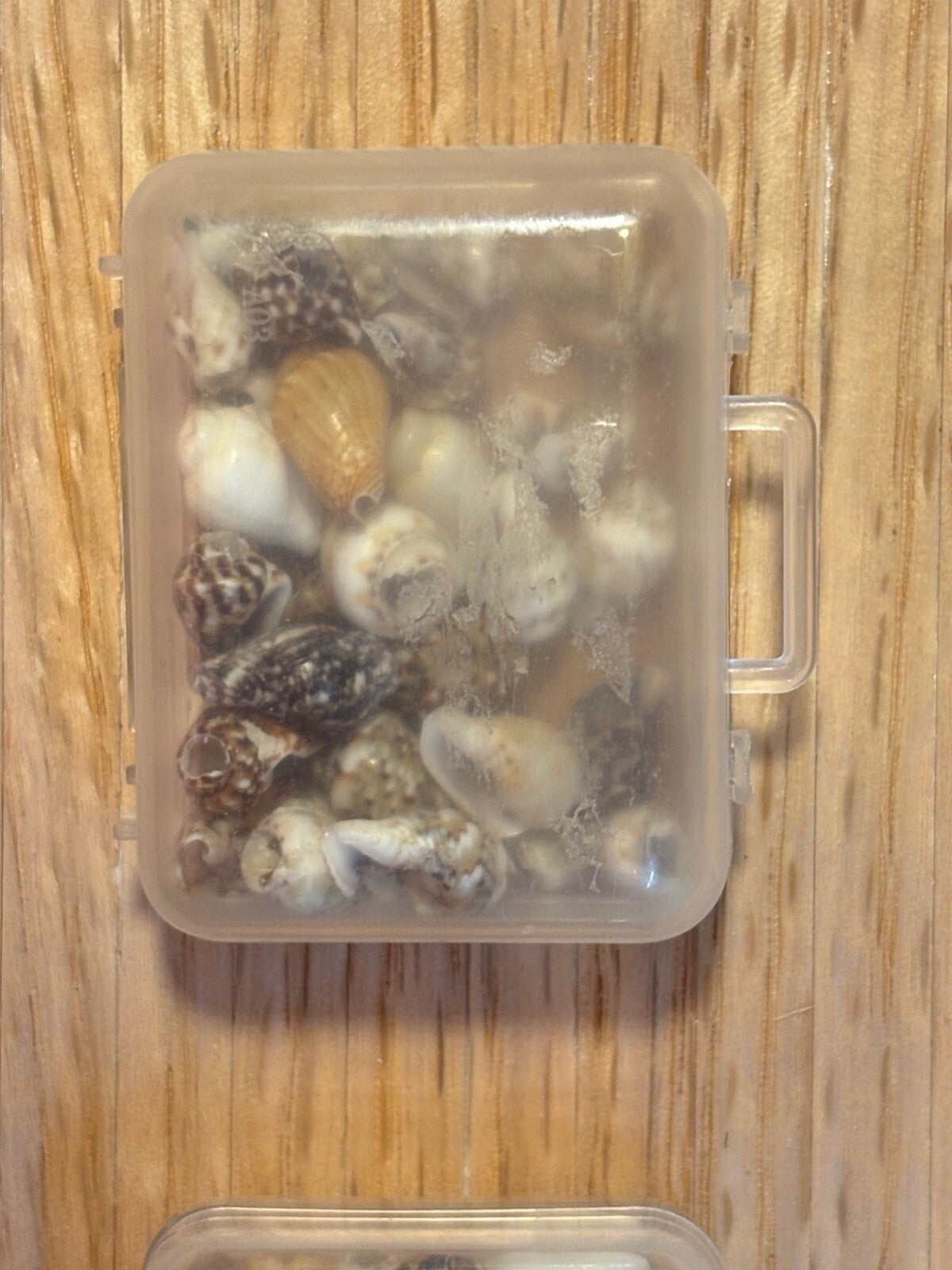 Dollhouse Miniature Container of Shells